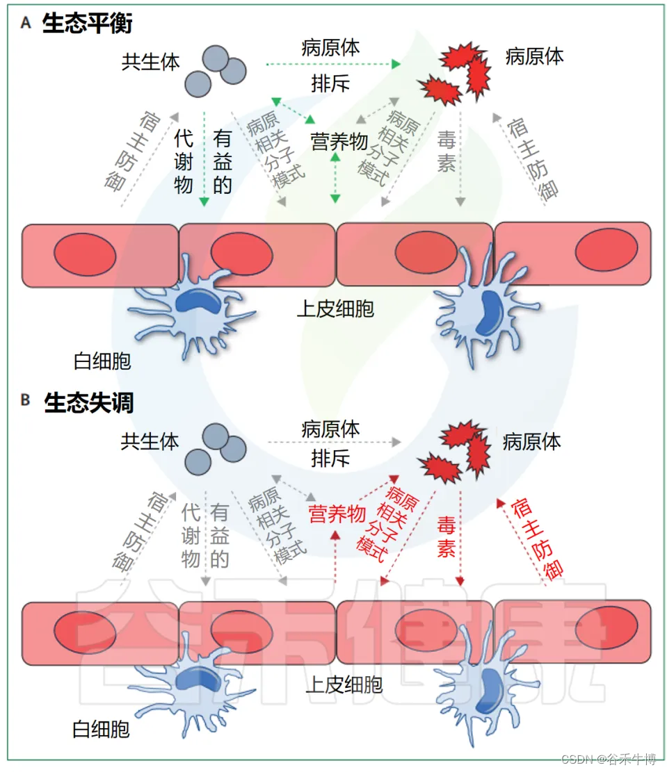 微生物共生与致病性：动态变化与识别挑战插图(4)