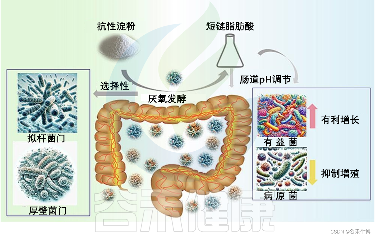 抗性淀粉：健康益处、食物来源、与肠道菌群的关联插图(5)