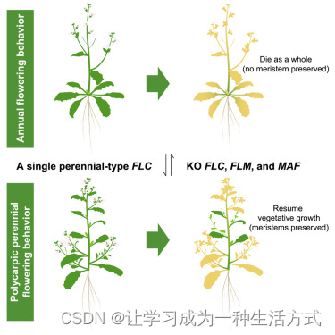 Cell-在十字花科植物中年生和多次开花多年生开花行为的互相转化-文献精读21插图(1)