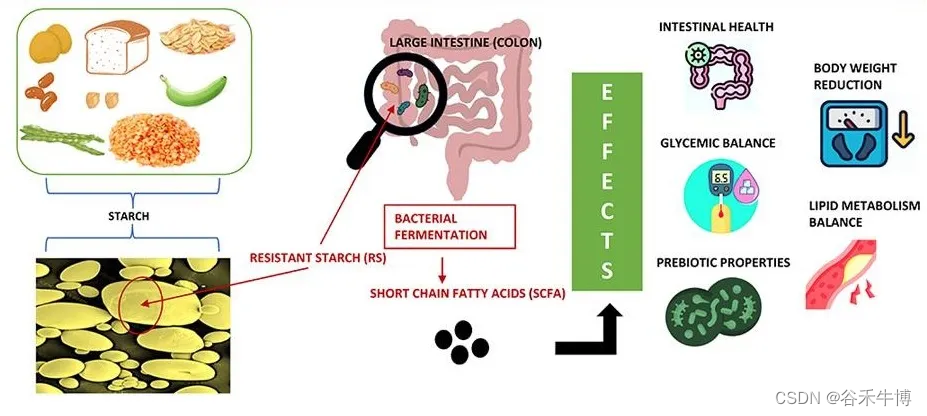 抗性淀粉：健康益处、食物来源、与肠道菌群的关联插图(6)