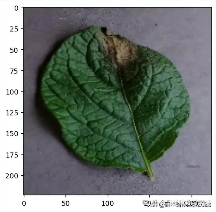 基于可解释性深度学习的马铃薯叶病害检测插图(4)