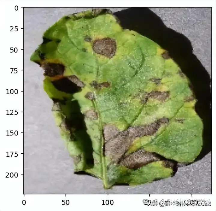 基于可解释性深度学习的马铃薯叶病害检测插图(16)