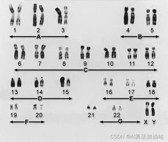 数染色体 算法 python源码插图(1)